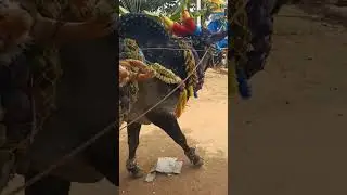 hirehalli huri habba 👑🐃🐃🐃🐃😎😎😎😎