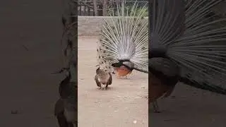 🦚 Peacock Mating Dance! Stunning Colors & Beautiful Display 🌈✨