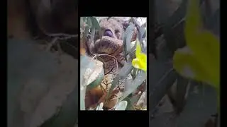 koala s   at paradise beach house vic