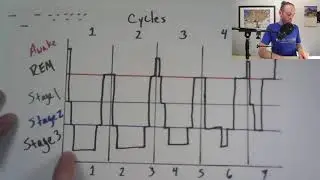 Sleep Cycles - Circadian Rhythm, REM, and NREM Sleep