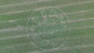 Avebury Ghost Crop Circle. 216 days old. 