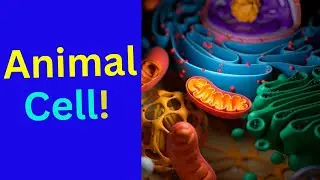 About cell/ Animal cell/ Eukaryotic cell/Function of Organelles