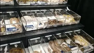 NARBC 2018 - Sneak Peek - Vendors Setup
