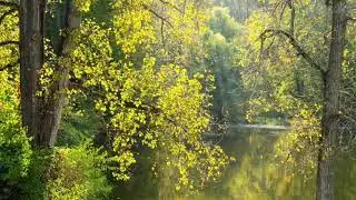sounds of forest birds/relaxation #meditation #relaxation #sleep#rain#relaxation #sleep #sounds