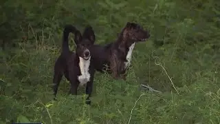 Stray animal population in Houston getting worse