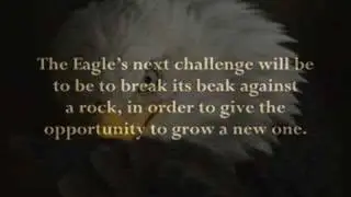 The Magic of Rebirth / Wisdom of the Eagles