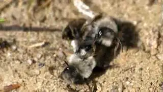 Pszczolinki piaskowe (Andrena vaga) i jej godowe ekscesy ;)