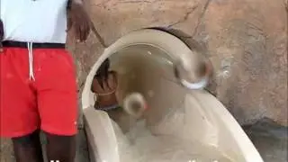 Leap of Faith Atlantis POV Paradise Island Bahamas thru Shark Tank