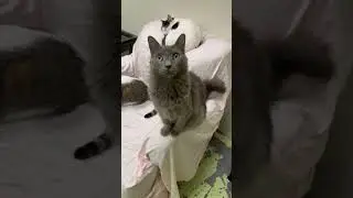 Video of adoptable pet named Chief