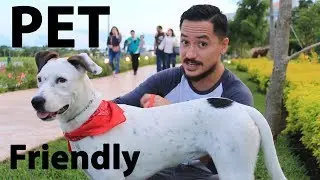 Lugares Pet Friendly en M&eacute;rida