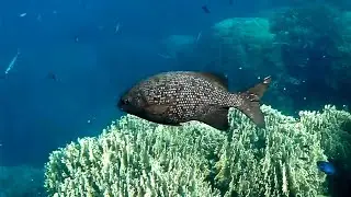Blue sea chub, Highfin Chub (Kyphosus cinerascens), Синий морской голавль, Голубой кифоз