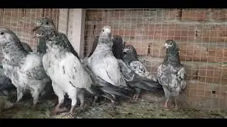 Highflyer rezulted baby pegion for sale in faisalabad ali(03106058000.watsap)
