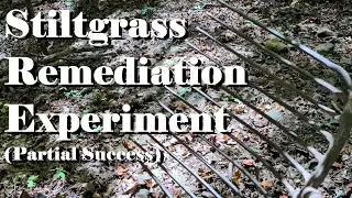 Stiltgrass Remediation Experiment - Some Success, Mostly Learning Opportunities