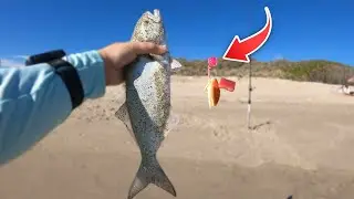 This ALWAYS Catches Fish! Frozen Bait + Fishbites