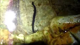 Acrocirrus sp. (Family Acrocirridae )