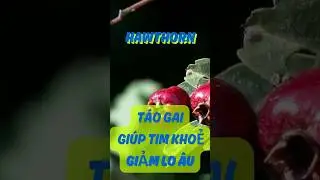 T&aacute;o Gai Hawthorn Gi&uacute;p Tim Khoẻ v&agrave; Giảm Lo &Acirc;u Căng Thẳng  #tinhthần