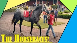 A day at Lone Star Park races with me - Things to do near Dallas, TX