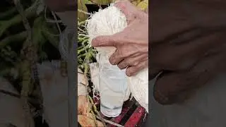Fresh coconut fruit cutting skill v10 #fresh #viral # #shorts #streetfood #satisfying #asmr #fyp
