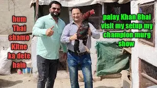 pk smart Aseel birds with palay Khan Bhai visit my setup_nasiraseel555