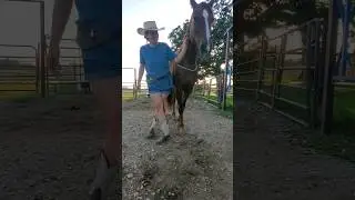 A work in progress 😄 #horsetraining #tricktraining