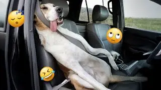 HILARIOUS DOGS Being Weird 🤪 NEW Funniest Dogs Video 2026