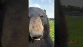 New furry friend!!! #animals #animalsofyoutube #amazinganimals