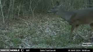 Trail Cam Action for March 2024- Moultrie Mobile Delta Base Trail Cam- Anderson, TX
