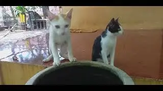 Beloved little kitten Popo and Rocky they are really adorable