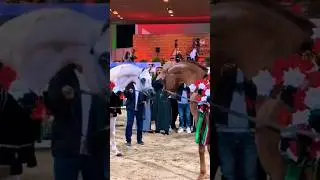 👉 World Class Champion Horse in Kuwait 🇰🇼🐎 | Festival Crowd Goes Crazy! #shorts #championhorse