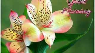 Good Morning Greeting Cards of Flowers and Beautiful Girls