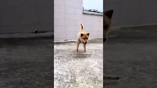 Dog speed reducer #animal #dog #animals #funny