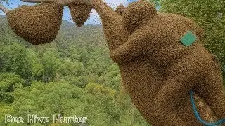 Giant Tree, Wild Bees, No Fear &ndash; Real Jungle Honey Harvest!