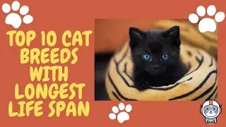 Top 10 Cat Breeds With The Longest Lifespans