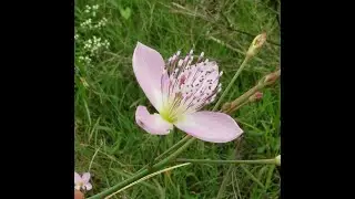 Garden Answer: 2 Genera in Cleomaceae