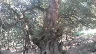 Il Leccio secolare di Piano Zucchi (Isnello)
