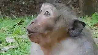 Poor monkey Sweetpea cry call mother help| Sweetpea hurt after got accident.....