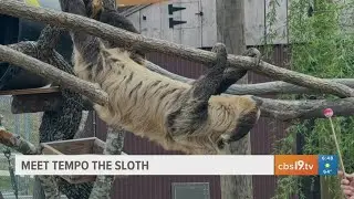 EXPLORING CALDWELL ZOO: Tempo the sloth takes it slow and steady
