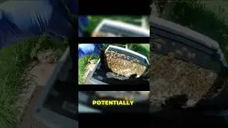 The Buzz Around Hive Inspections  #shorts #short #beekeeping #thehoneyherd #farming #youtubeshorts