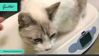 Gato con disnea respiratoria: Diagn&oacute;stico y abordaje veterinario | Hospital Gattos
