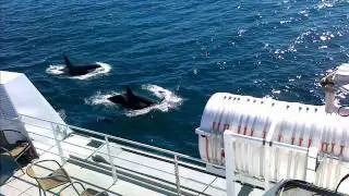 Whalesafari Andenes.wmv