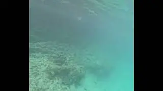 Macabuca snorkeling-shark