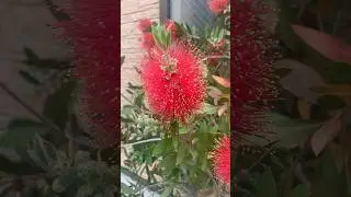 Callistemon Citrinus Flower Beautiful Flower #shortsviral #shortsfeed #plants #flowers #shorts