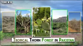 Tropical Thorn Forest (Pakistan)...#forest #forest #viral #video #information #thorn #pakistan ...