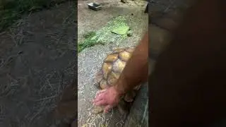 Spurry The Spurred Tortoise 🐢 #animals #wildlife #tortoise