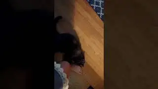 Cat with foot feddish 😻😹