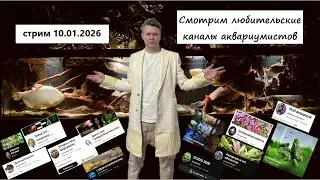 СТРИМ 10.01.2026 - Смотрим любительские каналы аквариумистов