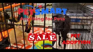 PetSmart Dog Adoption and Sale