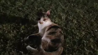 Pusang Gala @ Kalba Beach  || LynMark_Neo