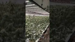 Hydroponics for Cannabis Cultivation| Lit by Flexstar PRO 720W LED Grow Lights