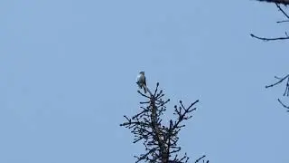 Least Flycatcher calling from high perch